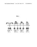 IDENTIFICATION AND METHOD FOR USING THE PRE-LIGAND ASSEMBLY DOMAIN OF THE     IL-17 RECEPTOR diagram and image