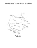 INTERGENIC REGIONS AS NOVEL SITES FOR INSERTION OF HIV DNA SEQUENCES IN     THE GENOME OF MODIFIED VACCINIA VIRUS ANKARA diagram and image