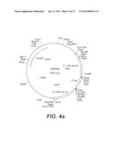 INTERGENIC REGIONS AS NOVEL SITES FOR INSERTION OF HIV DNA SEQUENCES IN     THE GENOME OF MODIFIED VACCINIA VIRUS ANKARA diagram and image