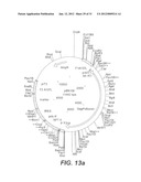 INTERGENIC REGIONS AS NOVEL SITES FOR INSERTION OF HIV DNA SEQUENCES IN     THE GENOME OF MODIFIED VACCINIA VIRUS ANKARA diagram and image