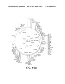 INTERGENIC REGIONS AS NOVEL SITES FOR INSERTION OF HIV DNA SEQUENCES IN     THE GENOME OF MODIFIED VACCINIA VIRUS ANKARA diagram and image