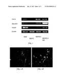 NEUROD1 GENE EXPRESSION IN NON-ENDOCRINE PANCREATIC EPITHELIAL CELLS     (NEPECs) diagram and image