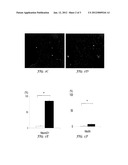 NEUROD1 GENE EXPRESSION IN NON-ENDOCRINE PANCREATIC EPITHELIAL CELLS     (NEPECs) diagram and image