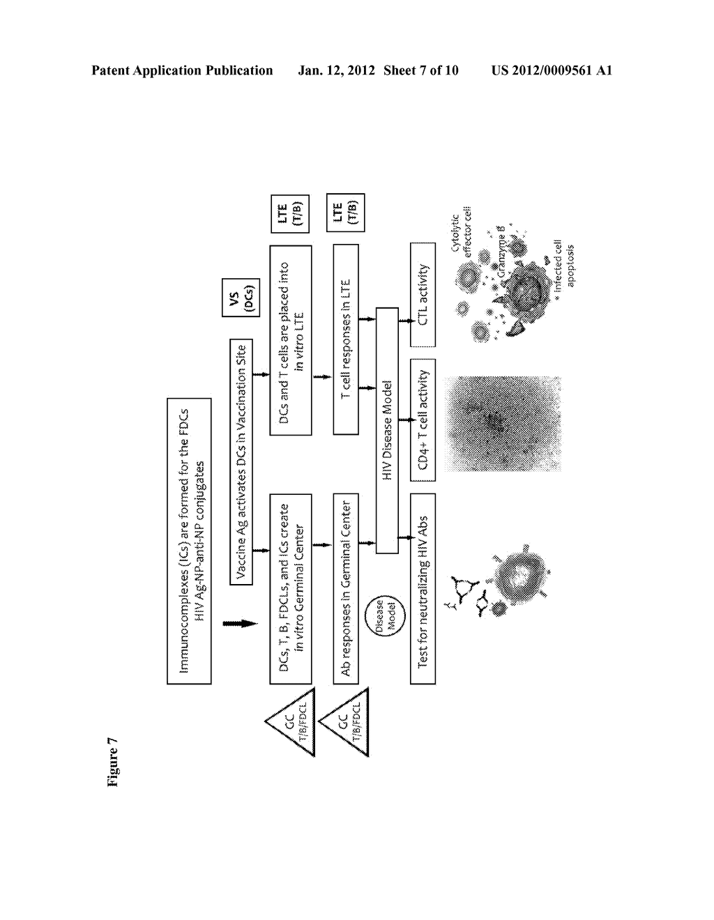 METHODS OF EVALUATING A TEST AGENT IN A DISEASED CELL MODEL - diagram, schematic, and image 08