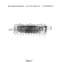 Method for Producing Highly Sensitive Endonucleases, Novel Preparations of     Endonucleases and Uses Thereof diagram and image