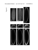 DEVICE AND NON-TOXIC COMPOSITIONS AND METHODS FOR PERMEABILIZATION OF     DROSOPHILA EMBRYOS diagram and image