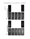 DEVICE AND NON-TOXIC COMPOSITIONS AND METHODS FOR PERMEABILIZATION OF     DROSOPHILA EMBRYOS diagram and image