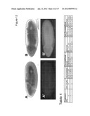 DEVICE AND NON-TOXIC COMPOSITIONS AND METHODS FOR PERMEABILIZATION OF     DROSOPHILA EMBRYOS diagram and image