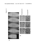 DEVICE AND NON-TOXIC COMPOSITIONS AND METHODS FOR PERMEABILIZATION OF     DROSOPHILA EMBRYOS diagram and image