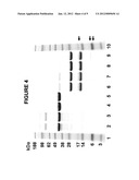 COMPOSITIONS, METHODS AND KITS FOR PREPARING PLASMINOGEN AND PLASMIN     PREPARED THEREFROM diagram and image