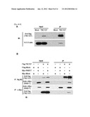 TBC1D7 AS TUMOR MARKER AND THERAPEUTIC TARGET FOR CANCER diagram and image