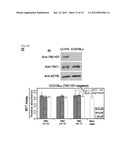 TBC1D7 AS TUMOR MARKER AND THERAPEUTIC TARGET FOR CANCER diagram and image