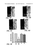 Estriol Therapy for Autoimmune and Neurodegenerative Disease and Disorders diagram and image