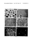 HUMAN LATE STAGE MOTOR NEURON PROGENITOR CELLS diagram and image