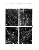 HUMAN LATE STAGE MOTOR NEURON PROGENITOR CELLS diagram and image