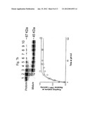RECOMBINANT HUMAN CLN2 PROTEIN AND METHODS OF ITS PRODUCTION AND USE diagram and image