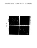 RECOMBINANT HUMAN CLN2 PROTEIN AND METHODS OF ITS PRODUCTION AND USE diagram and image