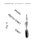 RECOMBINANT HUMAN CLN2 PROTEIN AND METHODS OF ITS PRODUCTION AND USE diagram and image