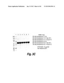 METHODS AND COMPOSITIONS FOR CNS DELIVERY OF HEPARAN N-SULFATASE diagram and image