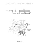 Angiogenic Tyrosyl t-RNA Synthetase Compositions and Methods diagram and image