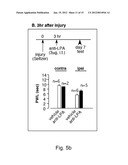 PREVENTION AND TREATMENT OF PAIN USING ANTIBODIES TO LYSOPHOSPHATIDIC ACID diagram and image