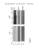 Composition Comprising Antibodies to LINGO or Fragments Thereof diagram and image