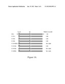 N-Linked Glycosylation Alteration in E1 Glycoprotein of Classical Swine     Fever Virus And Novel Classical Swine Fever Virus Vaccine diagram and image