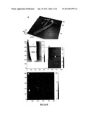 CLOSTRIDIUM TAENIOSPORUM SPORES AND SPORE APPENDAGES AS SURFACE DISPLAY     HOSTS, DRUG DELIVERY DEVICES, AND NANOBIOTECHNOLOGICAL STRUCTURES diagram and image