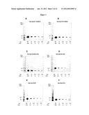 MODIFIED CHAPERONIN 10 diagram and image