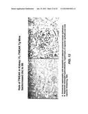 METHODS FOR TREATING TWEAK-RELATED CONDITIONS diagram and image