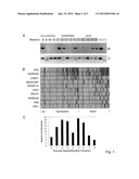 METHODS AND COMPOSITIONS TO IDENTIFY INCREASED RISK OF BREAST CANCER BY     DETECTION OF CPG ISLAND METHYLATOR PHENOTYPE (CIMP) diagram and image