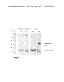 Use of Soluble Forms of CD83 and Nucleic Acids Encoding them for the     Treatment or Prevention of Diseases diagram and image