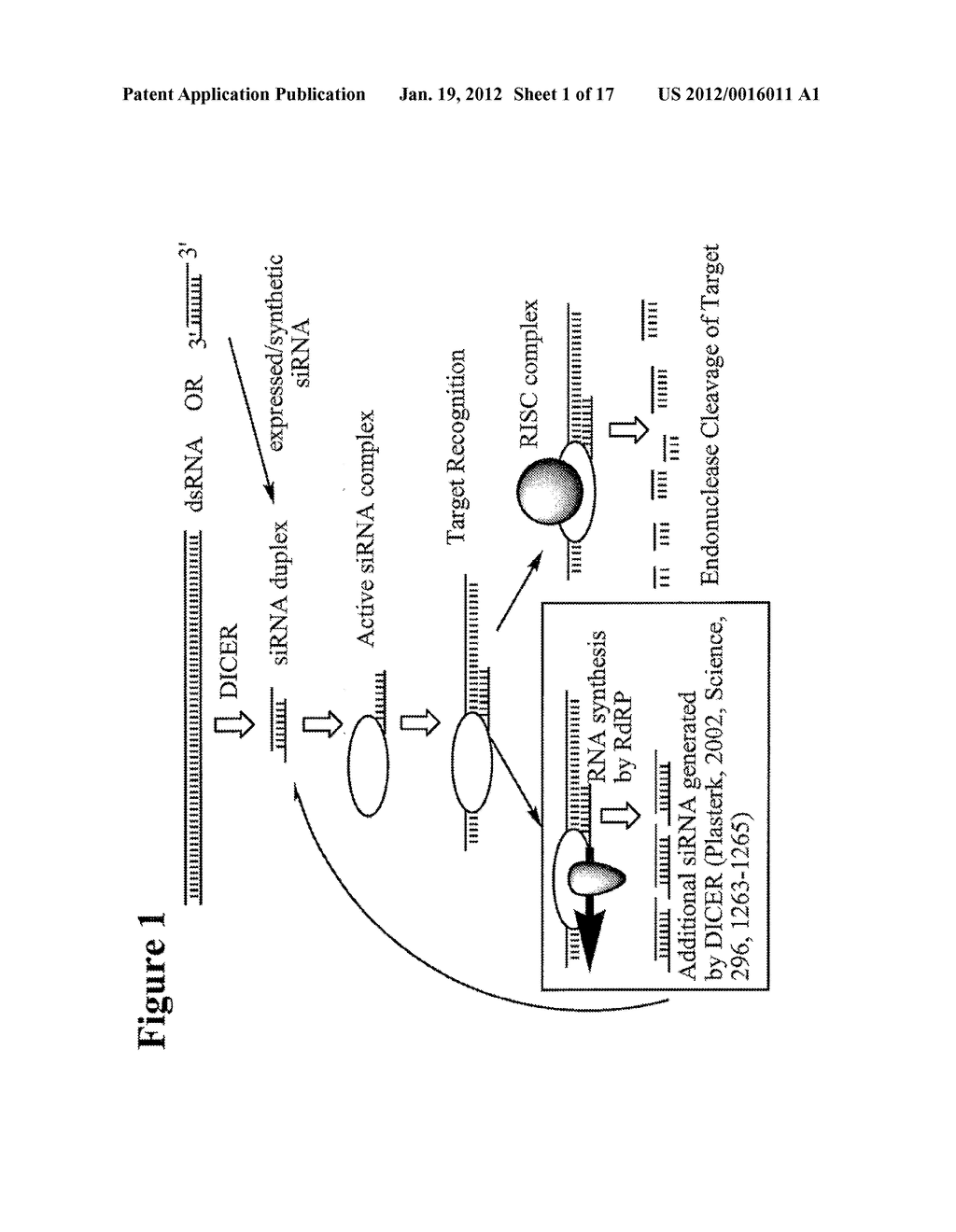 RNA Interference Mediated Inhibition of Connective Tissue Growth Factor     (CTGF) Gene Expression Using Short Interfering Nucleic Acid (siNA) - diagram, schematic, and image 02