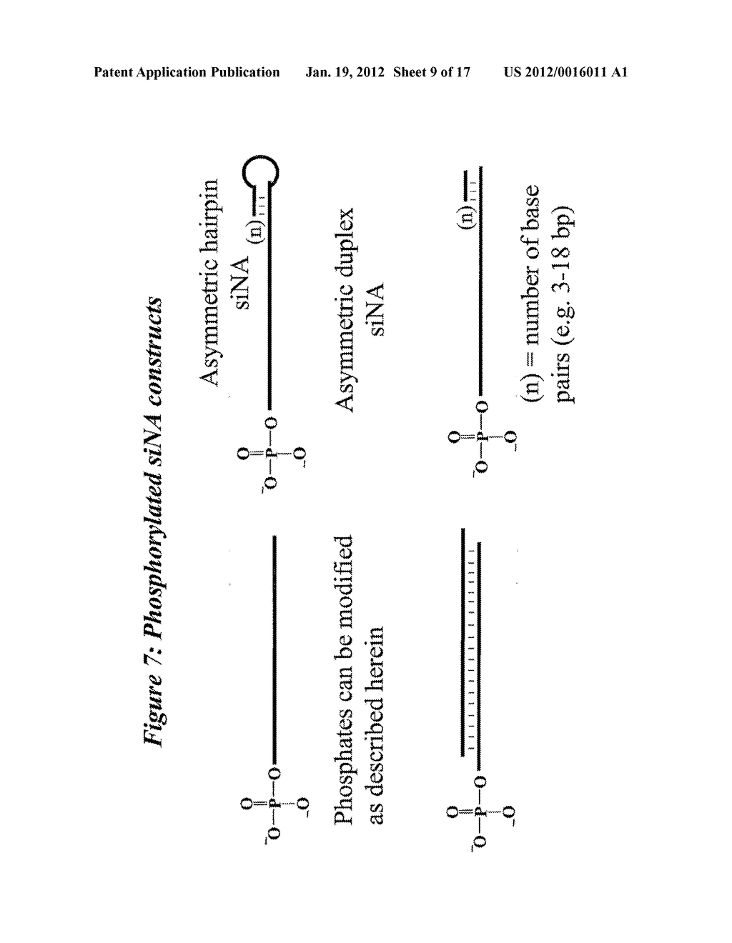 RNA Interference Mediated Inhibition of Connective Tissue Growth Factor     (CTGF) Gene Expression Using Short Interfering Nucleic Acid (siNA) - diagram, schematic, and image 10