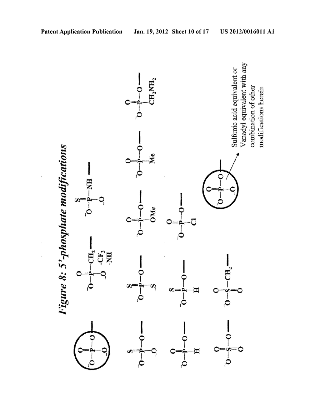 RNA Interference Mediated Inhibition of Connective Tissue Growth Factor     (CTGF) Gene Expression Using Short Interfering Nucleic Acid (siNA) - diagram, schematic, and image 11