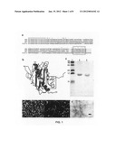 NON-TOXIC BIOFILM INHIBITOR diagram and image