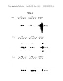 NOVEL RECOMBINANT ADENOVIRUS VECTOR HAVING A REDUCED SIDE EFFECT diagram and image