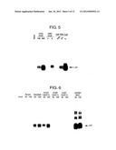 NOVEL RECOMBINANT ADENOVIRUS VECTOR HAVING A REDUCED SIDE EFFECT diagram and image