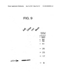 NOVEL RECOMBINANT ADENOVIRUS VECTOR HAVING A REDUCED SIDE EFFECT diagram and image