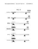 NOVEL RECOMBINANT ADENOVIRUS VECTOR HAVING A REDUCED SIDE EFFECT diagram and image