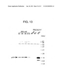 NOVEL RECOMBINANT ADENOVIRUS VECTOR HAVING A REDUCED SIDE EFFECT diagram and image