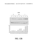 ANTIGEN BINDING PROTEINS TO PROPROTEIN CONVERTASE SUBTILISIN KEXIN TYPE 9     (PCSK9) diagram and image