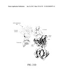 ANTIGEN BINDING PROTEINS TO PROPROTEIN CONVERTASE SUBTILISIN KEXIN TYPE 9     (PCSK9) diagram and image