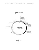 MULTI PLASMID SYSTEM FOR THE PRODUCTION OF INFLUENZA VIRUS diagram and image