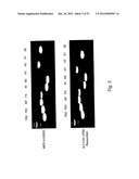 MULTI PLASMID SYSTEM FOR THE PRODUCTION OF INFLUENZA VIRUS diagram and image