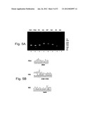 MULTI PLASMID SYSTEM FOR THE PRODUCTION OF INFLUENZA VIRUS diagram and image