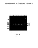 MULTI PLASMID SYSTEM FOR THE PRODUCTION OF INFLUENZA VIRUS diagram and image