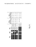 MULTI PLASMID SYSTEM FOR THE PRODUCTION OF INFLUENZA VIRUS diagram and image