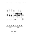 MULTI PLASMID SYSTEM FOR THE PRODUCTION OF INFLUENZA VIRUS diagram and image