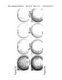 STRUCTURED SILVER-MESOPOROUS SILICA NANOPARTICLES HAVING ANTIMICROBIAL     ACTIVITY diagram and image